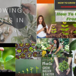 How To Grow Plant