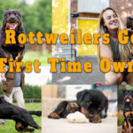 Are Rottweilers Good For First Time Owners