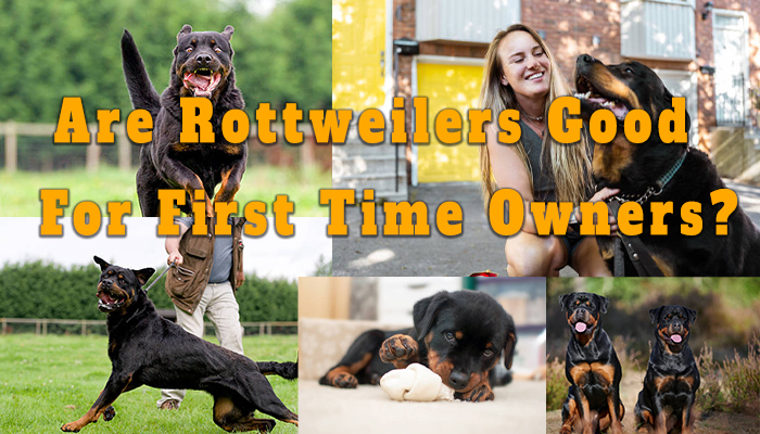 Are Rottweilers Good Family Dogs