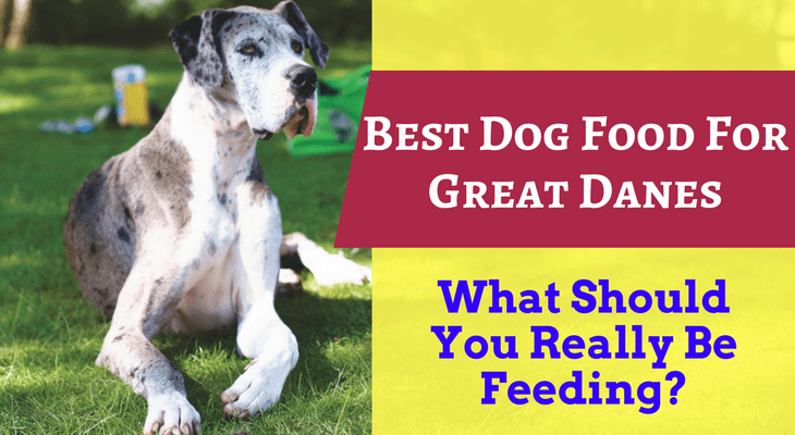 What Is The Best Dog Food For Great Danes