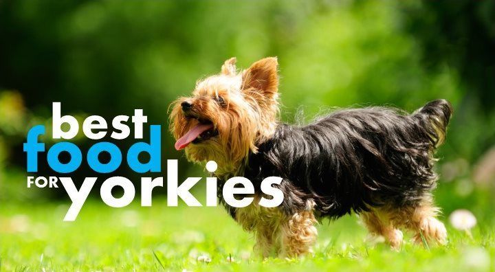 What Is The Best Dog Food For Yorkies