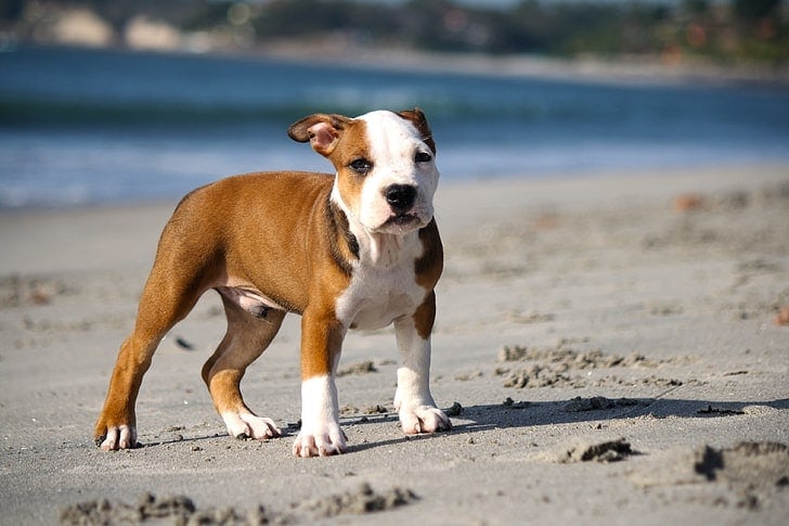 What Is The Best Dog Food For Pitbulls