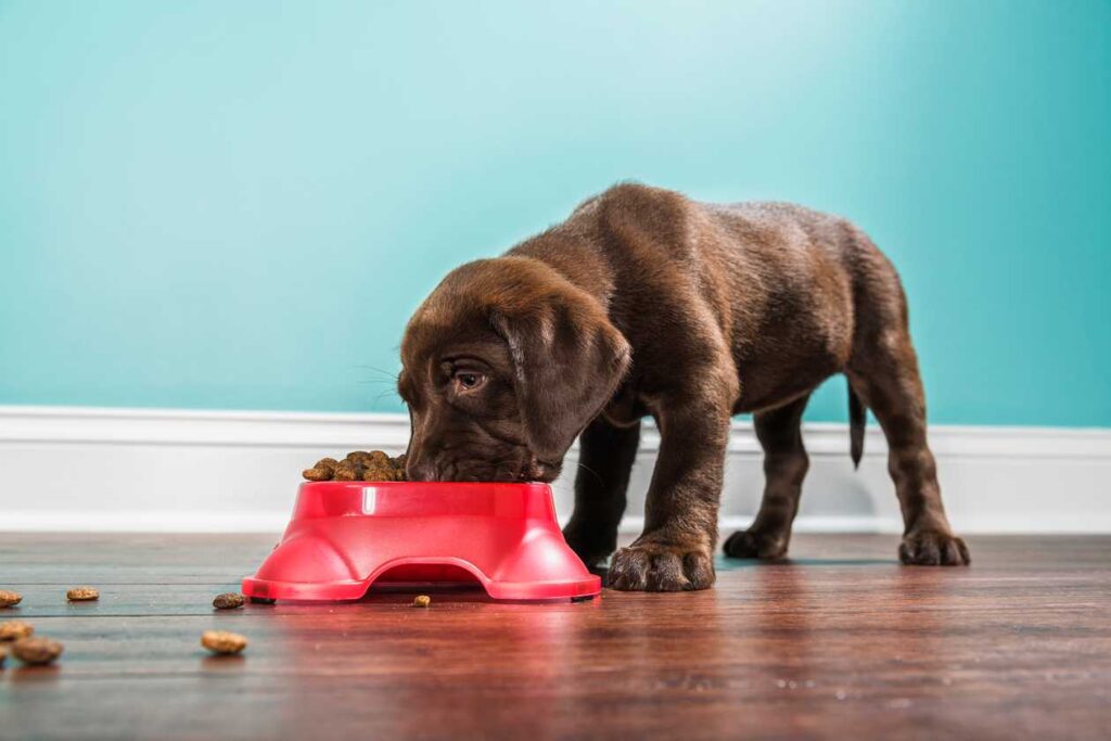 What Is The Best Dog Food For Puppies