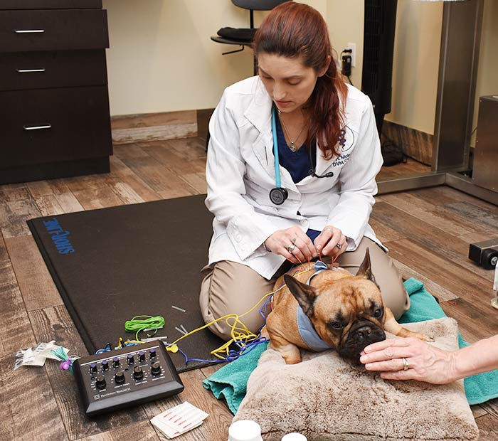 pet acupuncture winter park fl