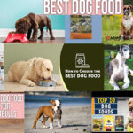 What Is The Best Dog Food For Pitbulls