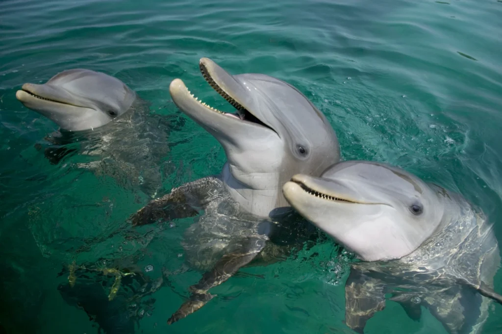 220526 bottlenose dolphins al 0943 d15959