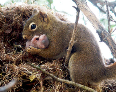 Squirrel JWTaylor Crop abcdef 8bf2913309d5e5dcf7edbeb9a8f606c5cffd176b