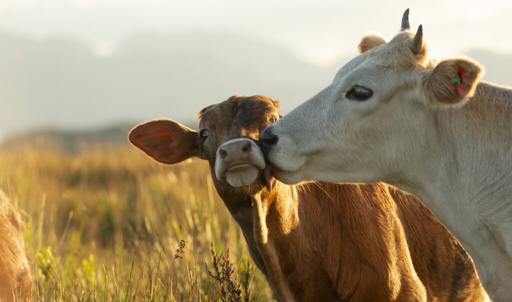 VegNews.CowsBestFriends.Global Pics Getty