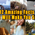 facts that will make you smile