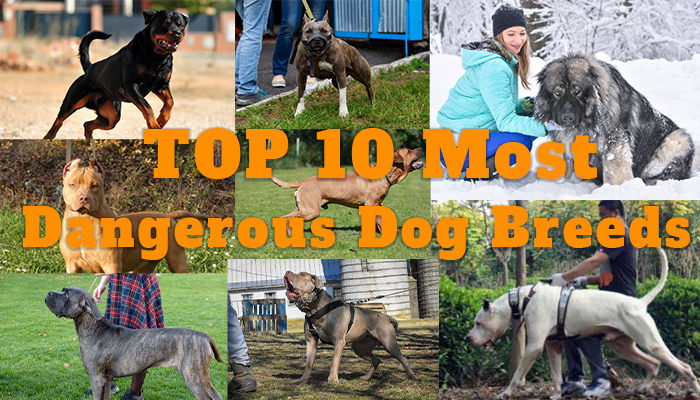 Most Dangerous Dog Breeds